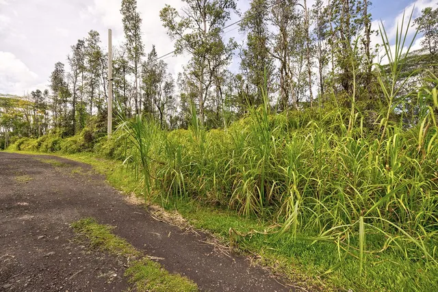a view of a yard with plants and trees