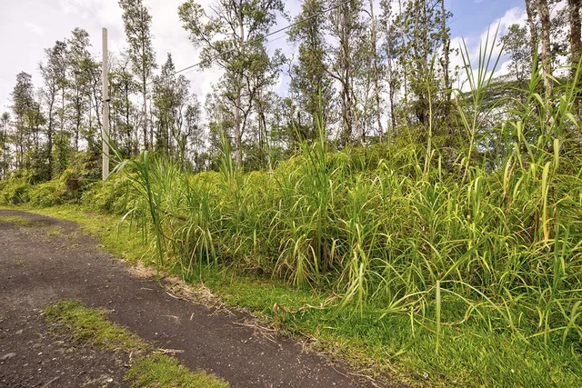 a view of a yard with a trees