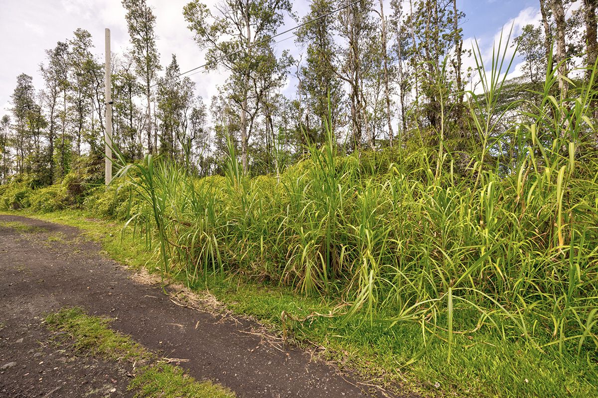 Molokai Road Pahoa, HI 96778 - Photo 6 of 10 a view of a yard with a trees