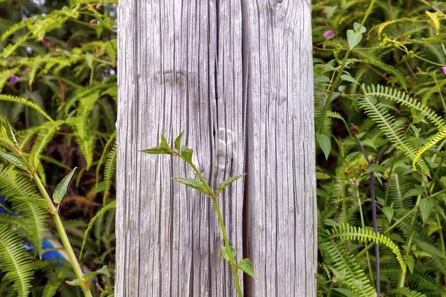 a view of a plant with a plant