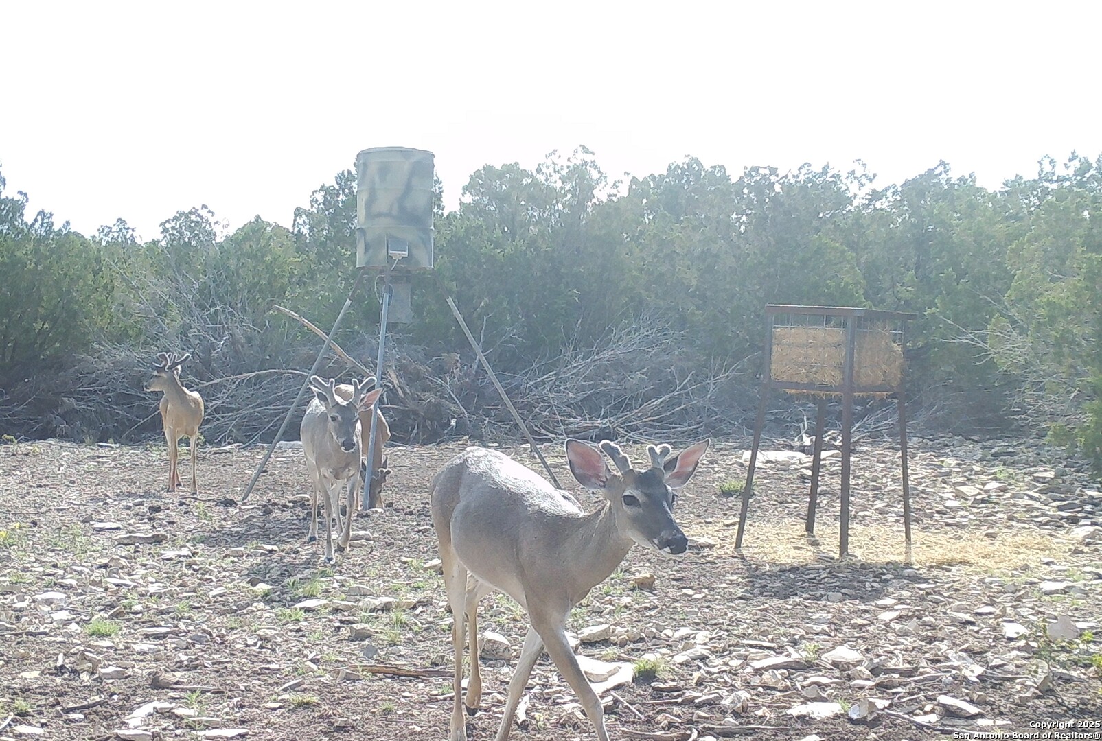 1024 SD 63005 Del Rio, TX 78840 - Photo 16 of 33