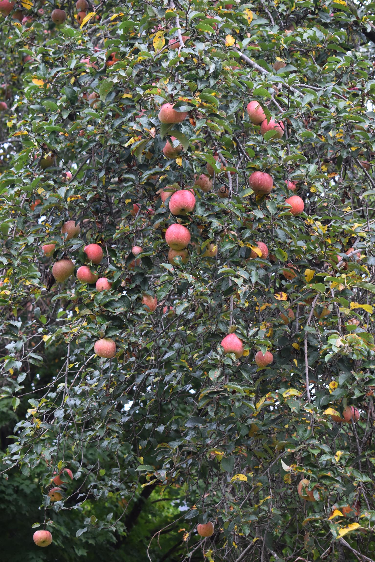 212 Princess Anne Road Waynesboro, VA 22980 - Photo 65 of 65 Can't you imagine baking your pie with your own apples!
