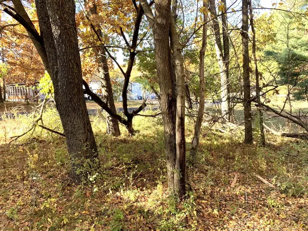 a view of tree