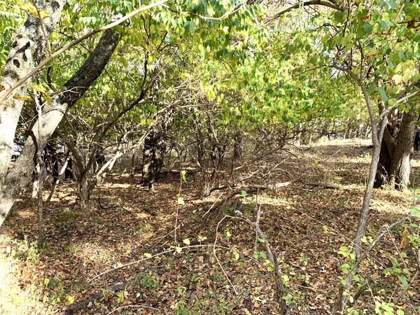 a view of a yard with a tree