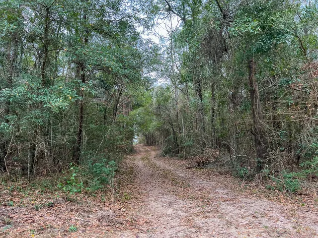 a view of a yard with trees