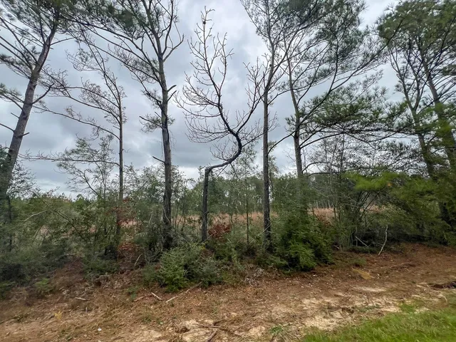 a view of a forest with lots of trees