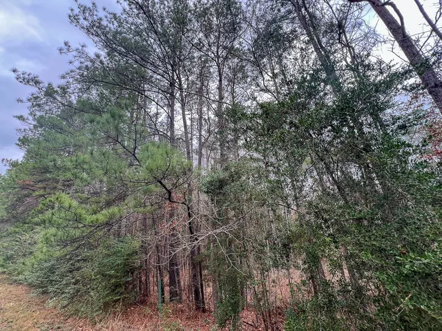 a view of a forest with lots of trees