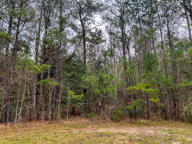 a view of a yard with trees