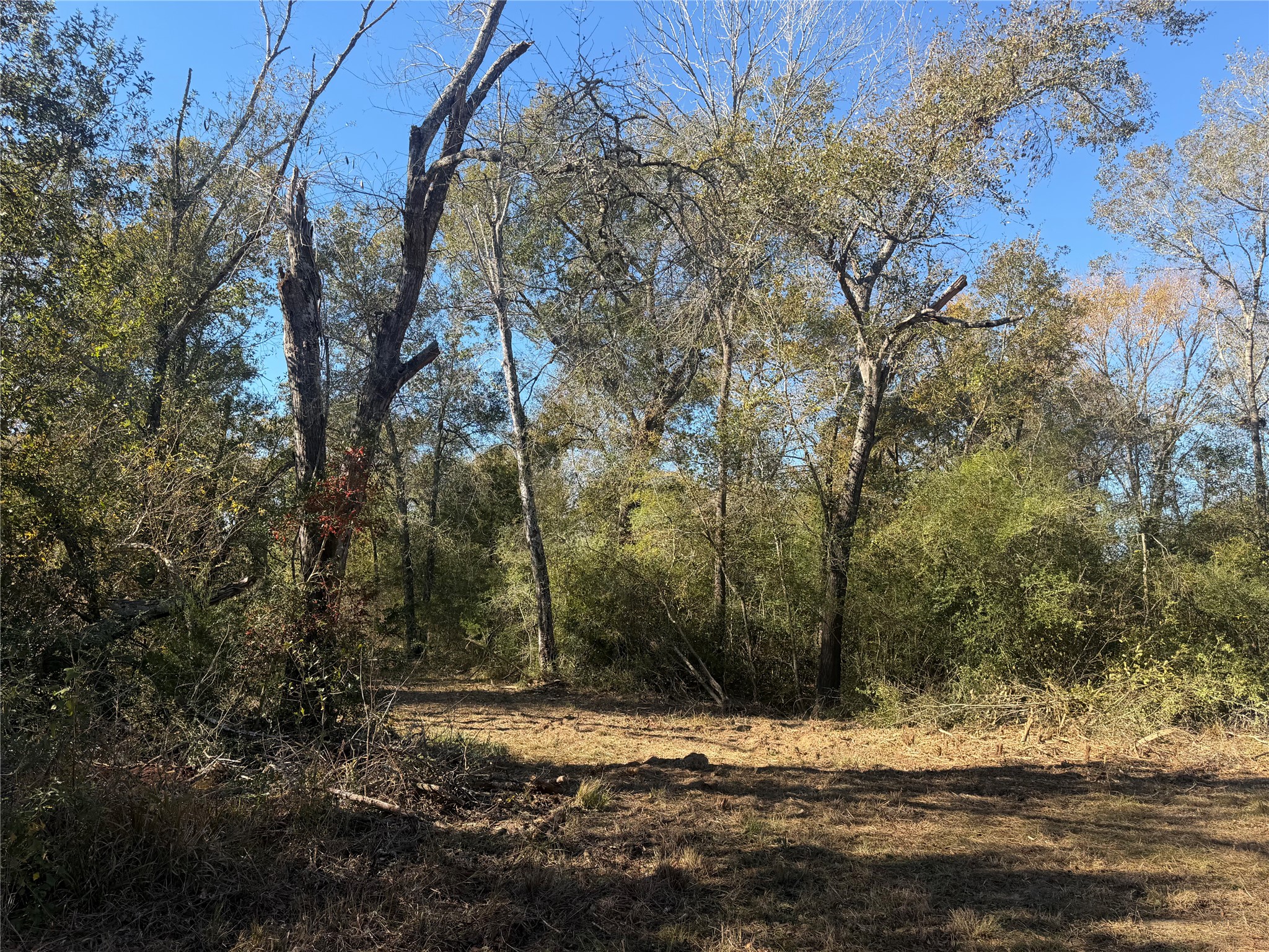 9301 Puddin Lane Madisonville, TX 77864 - Photo 5 of 20