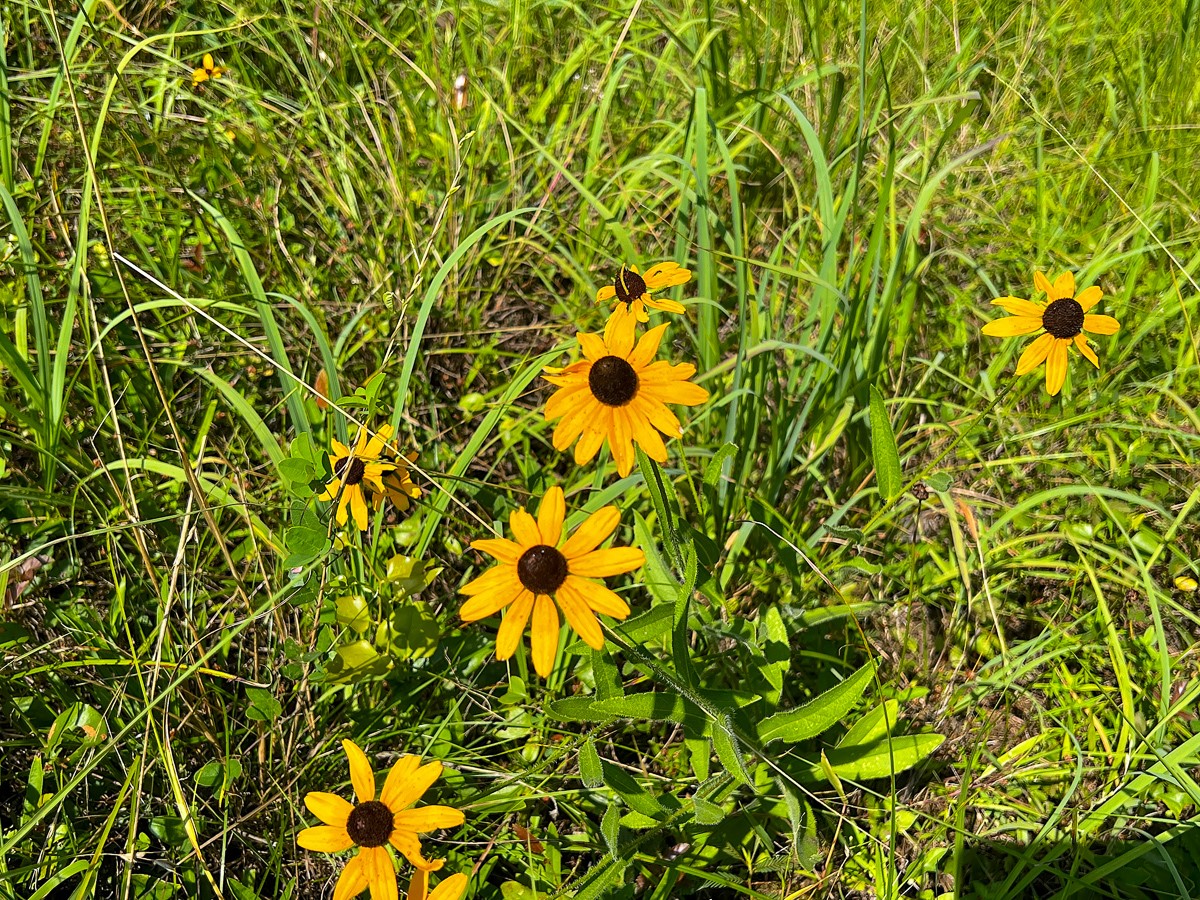 2 Highway 87 South Milam, TX 75959 - Photo 6 of 11