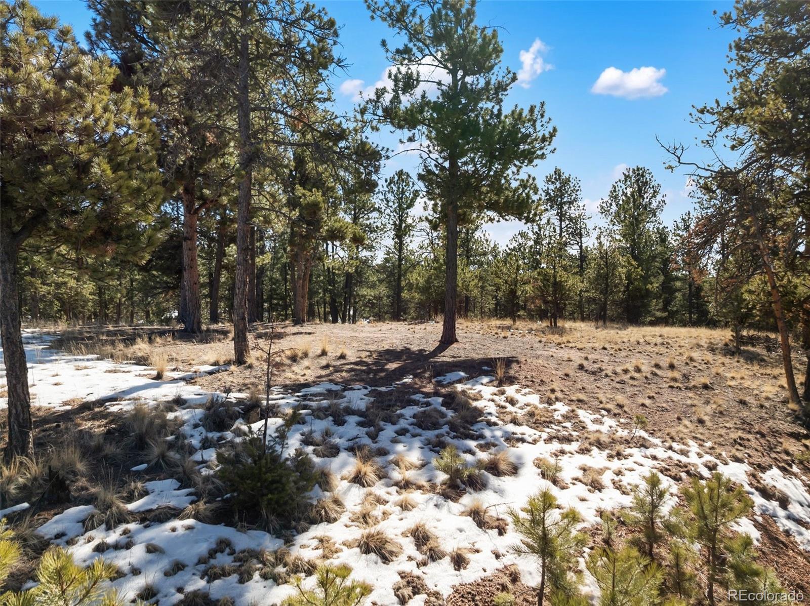 530 Columbine Road Florissant, CO 80816 - Photo 19 of 20 a view of outdoor space with trees