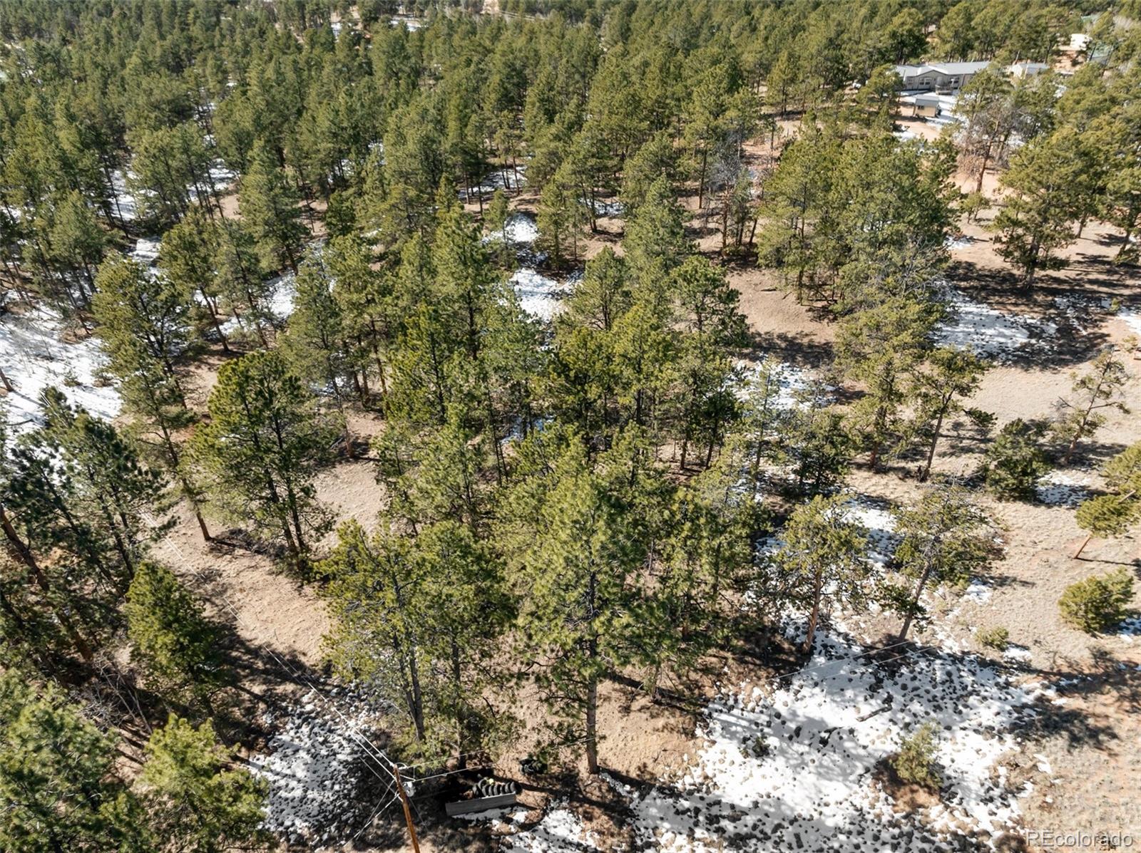 530 Columbine Road Florissant, CO 80816 - Photo 20 of 20 a view of a tree