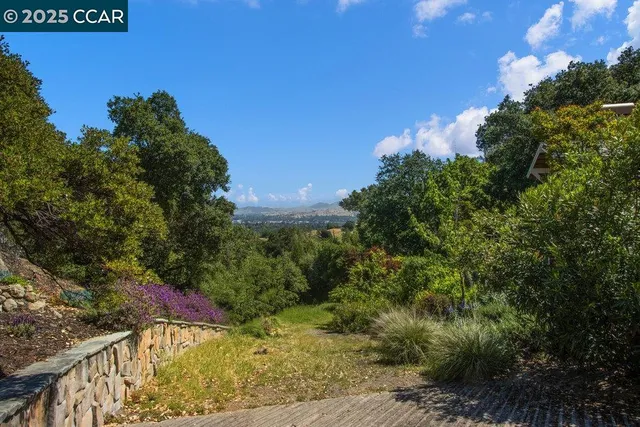a view of a bunch of trees and bushes