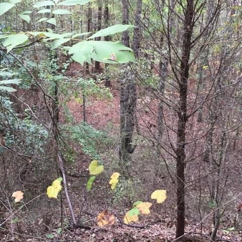 0 Clear Creek Road Pollock, LA 71467 - Photo 11 of 24 Gallery Image 11
