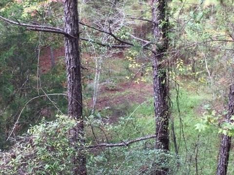 0 Clear Creek Road Pollock, LA 71467 - Photo 13 of 24 Gallery Image 13