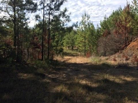 0 Clear Creek Road Pollock, LA 71467 - Photo 16 of 24 Gallery Image 16