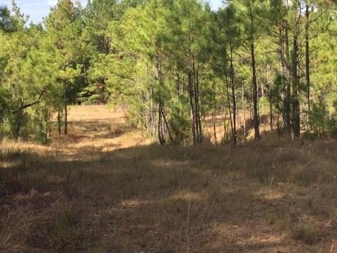 0 Clear Creek Road Pollock, LA 71467 - Photo 18 of 24 Gallery Image 18