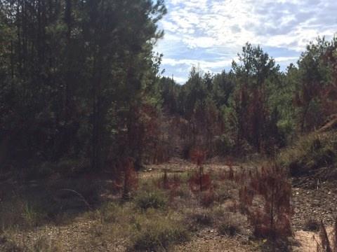 0 Clear Creek Road Pollock, LA 71467 - Photo 19 of 24 Gallery Image 19