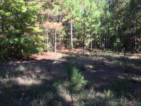 0 Clear Creek Road Pollock, LA 71467 - Photo 9 of 24 Gallery Image 9