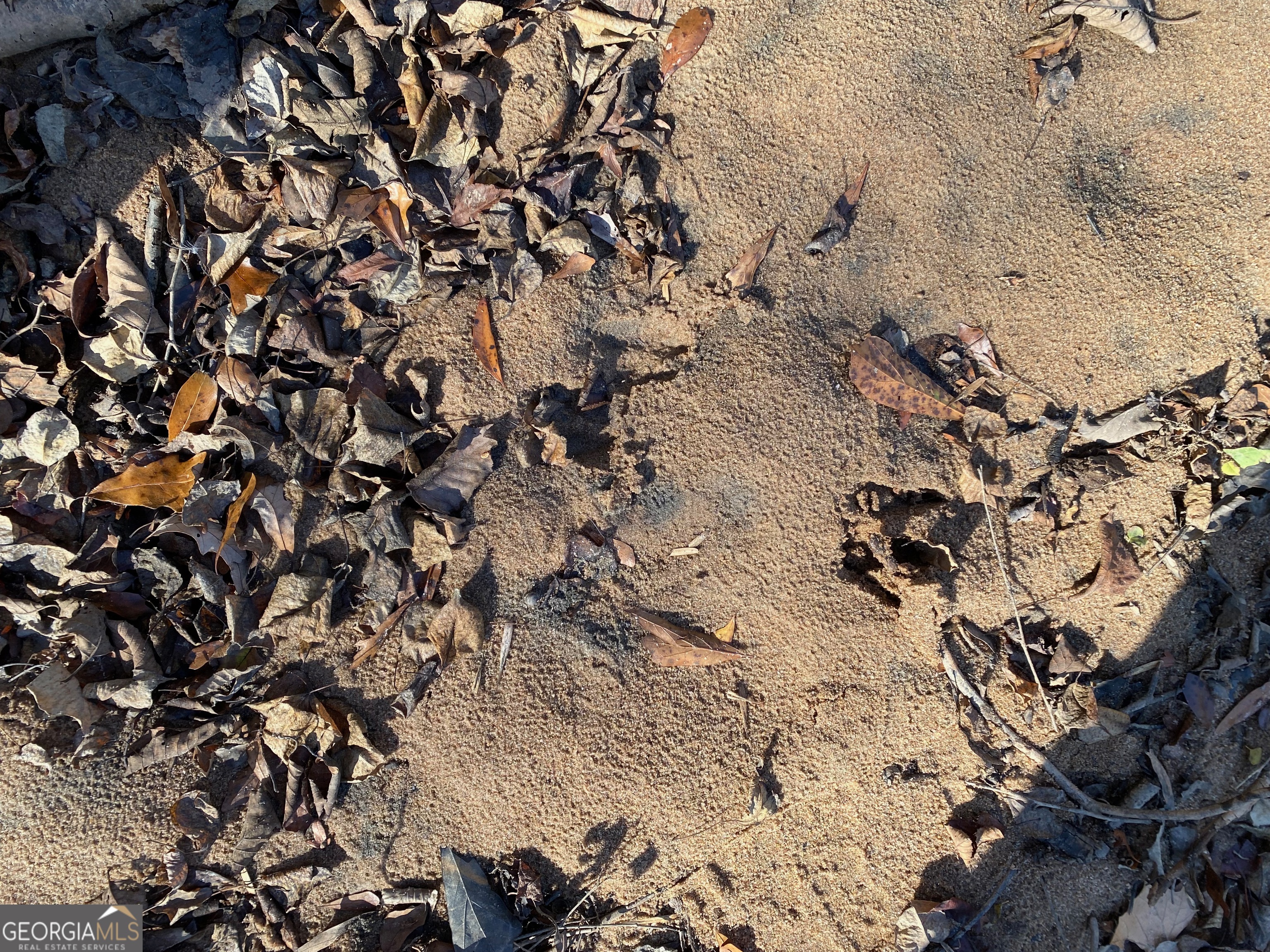 7530 Houston Road Byron, GA 31008 - Photo 17 of 21 a picture of a tree