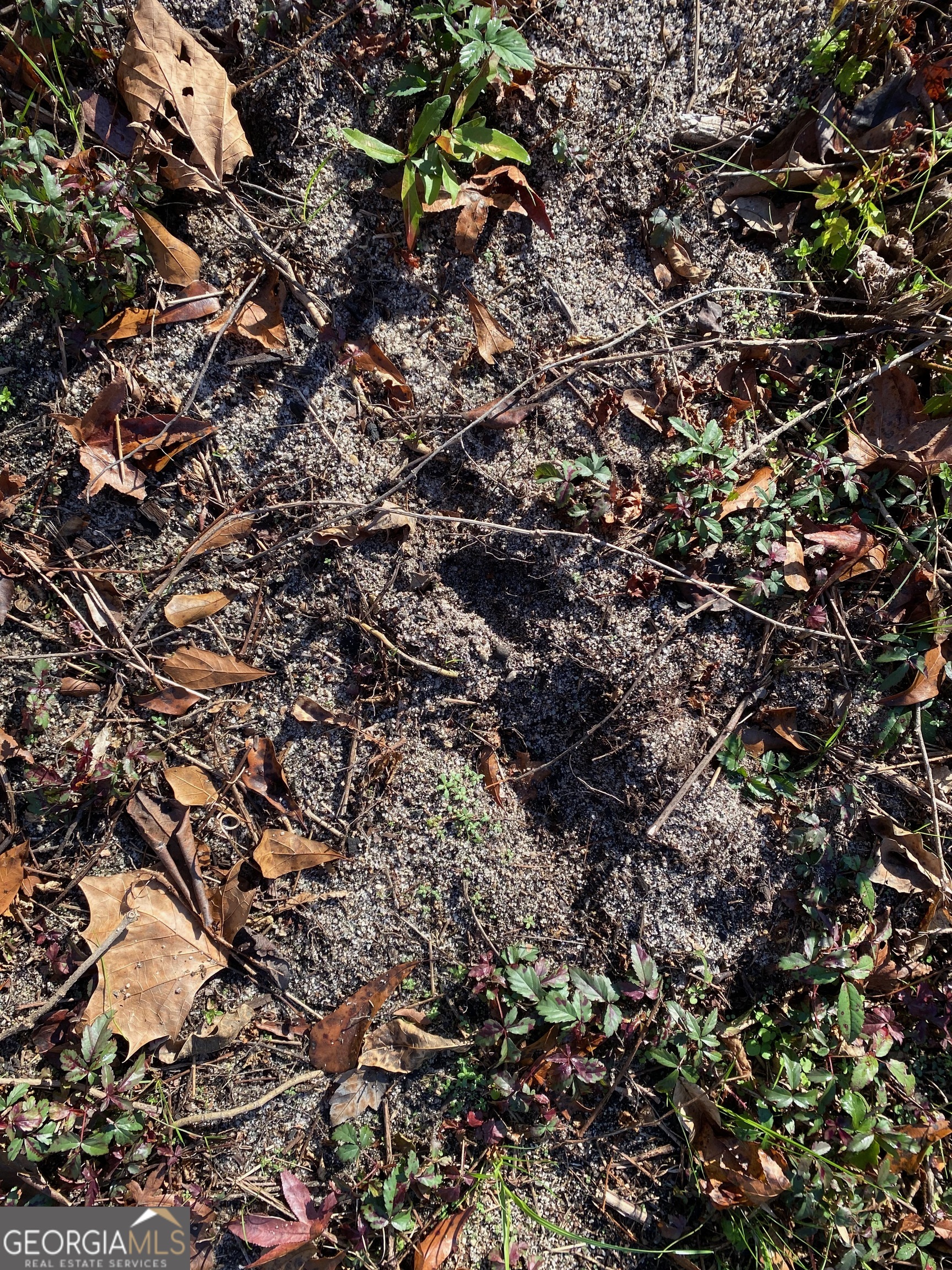 7530 Houston Road Byron, GA 31008 - Photo 5 of 21 a view of a tree