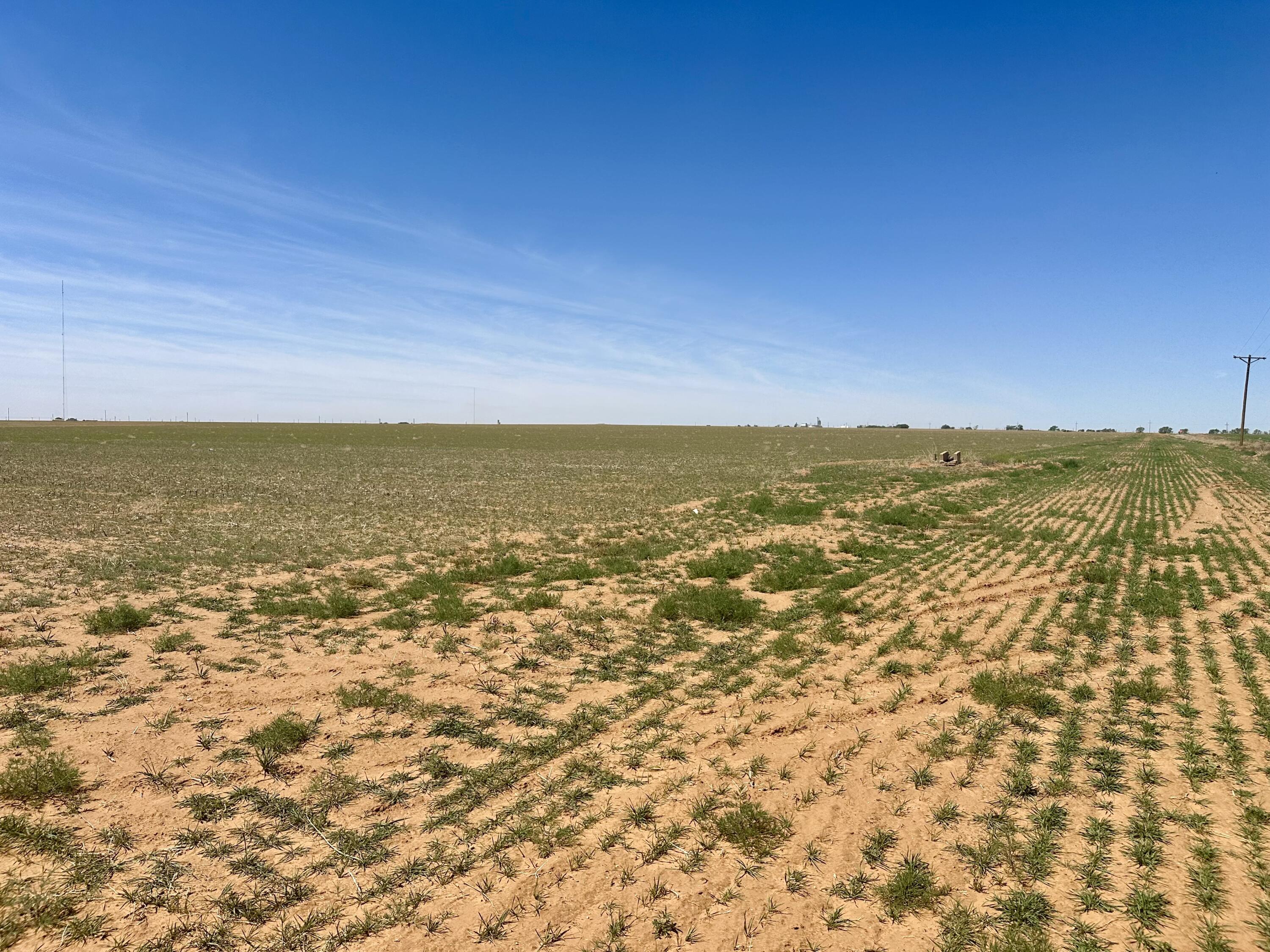 Rabbit Ropesville, TX 79358 - Photo 4 of 6 IMG_8904