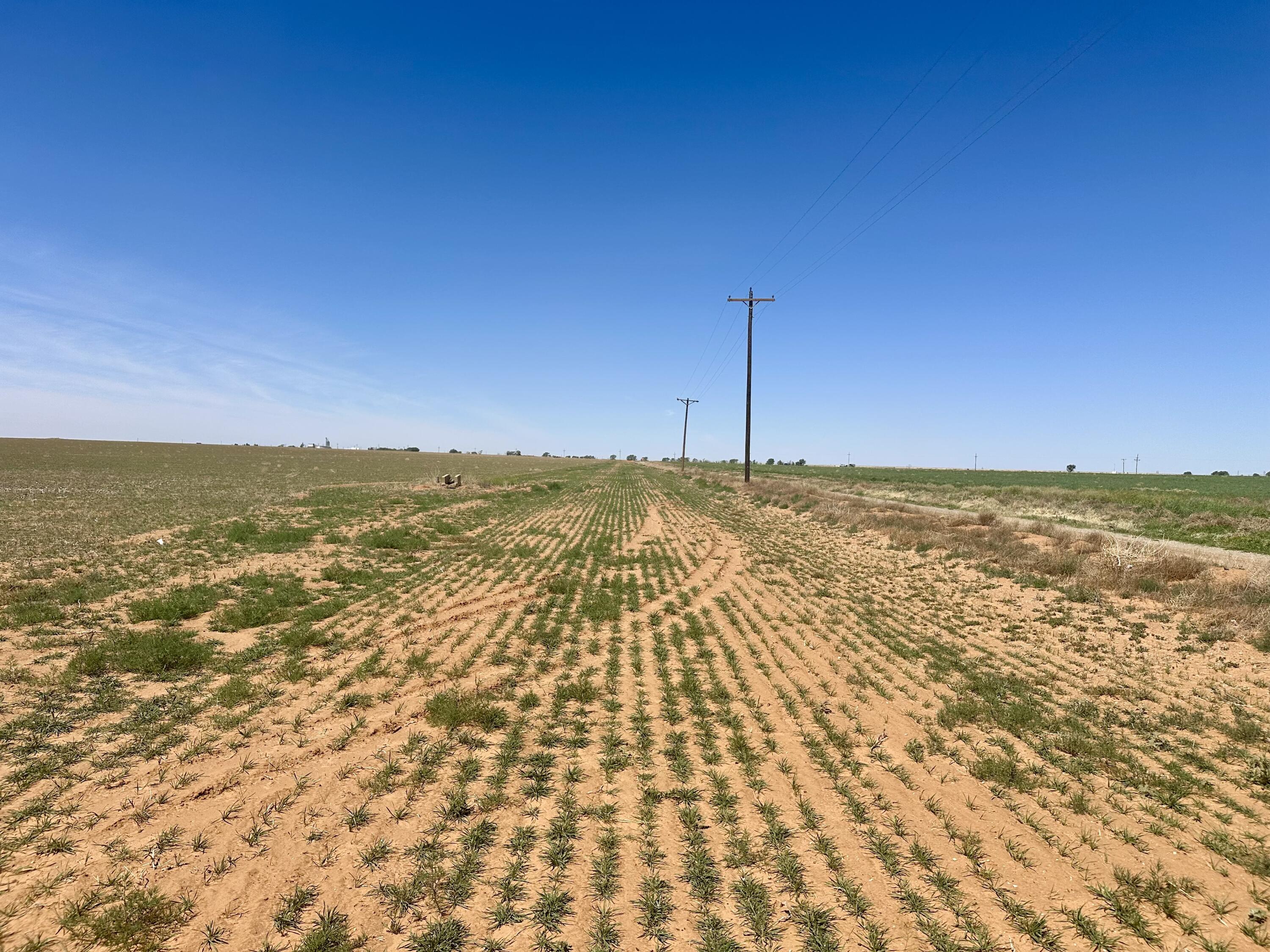 Rabbit Ropesville, TX 79358 - Photo 5 of 6 IMG_8905