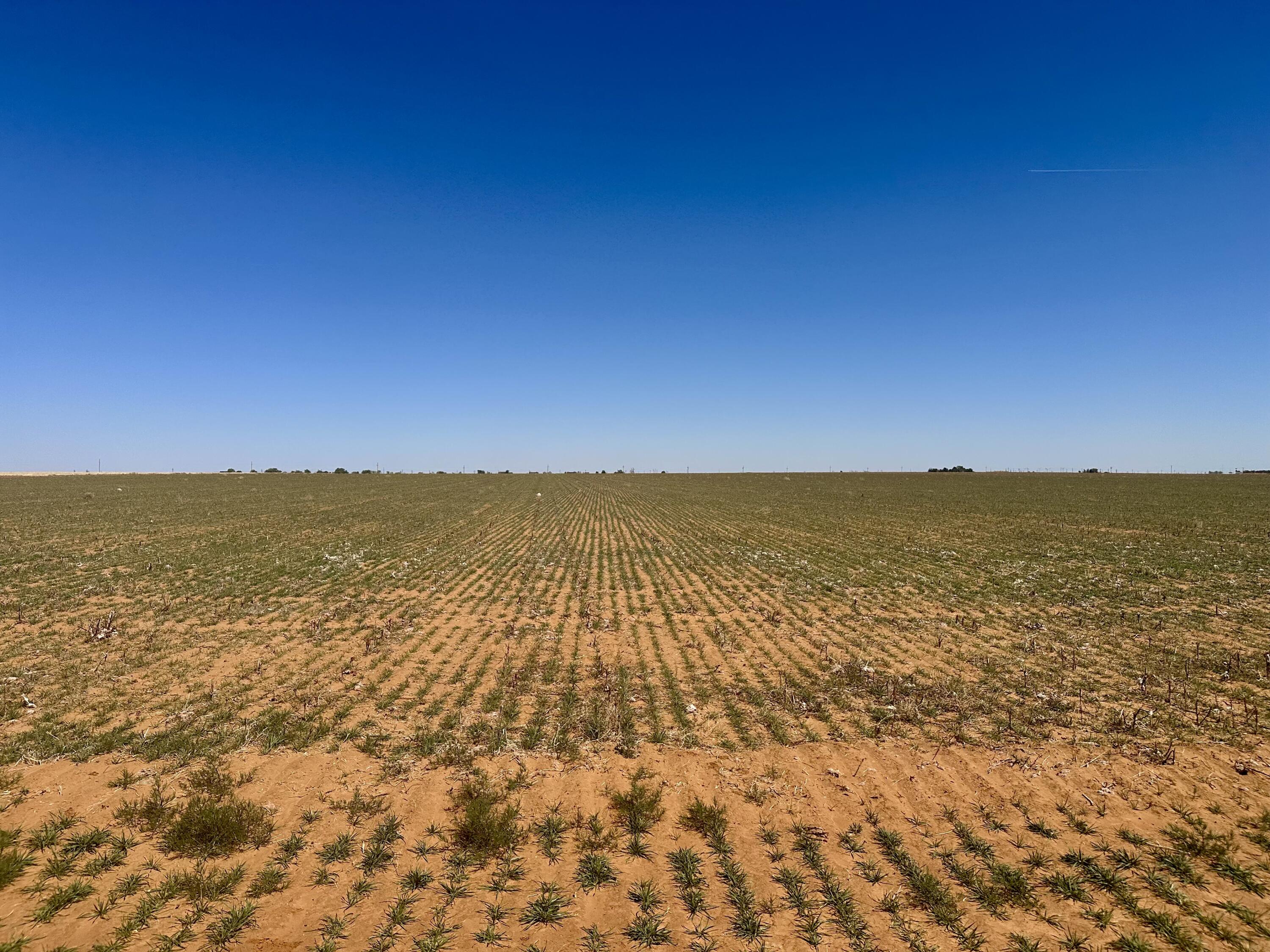 Rabbit Ropesville, TX 79358 - Photo 6 of 6 IMG_8902