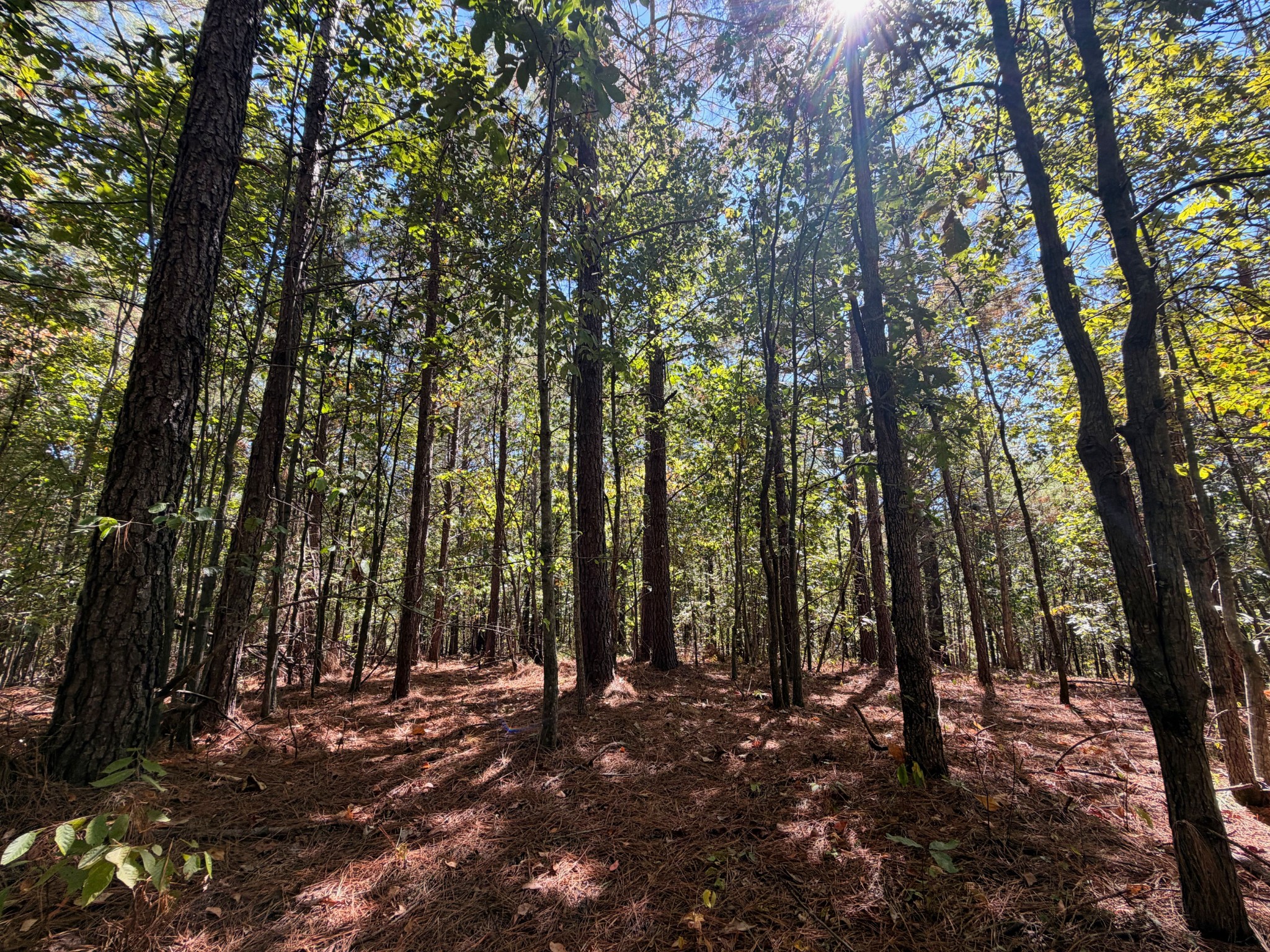 0 Coy Hill Road Savannah, TN 38372 - Photo 28 of 31 Gallery Image 28