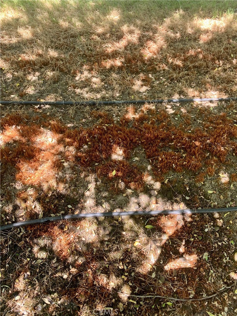 10351 Ave 112 Pixley, CA 93256 - Photo 11 of 14 a view of a tree