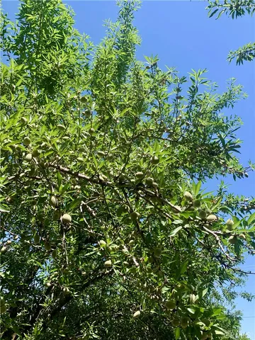 a view of a plant in a garden