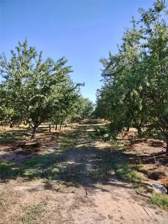 a view of a yard with trees