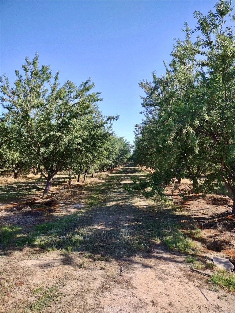 10351 Ave 112 Pixley, CA 93256 - Photo 4 of 14 a view of a yard with trees