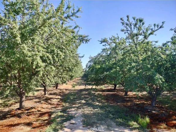 a picture of trees