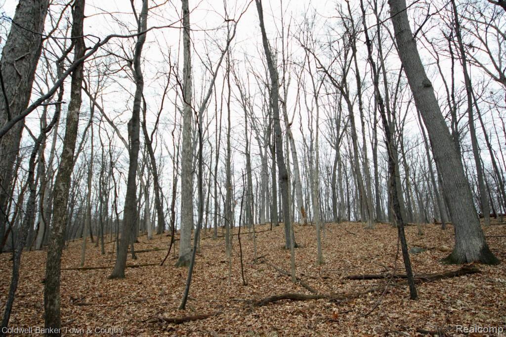 1 Shagbark Rochester, MI 48309 - Photo 10 of 17