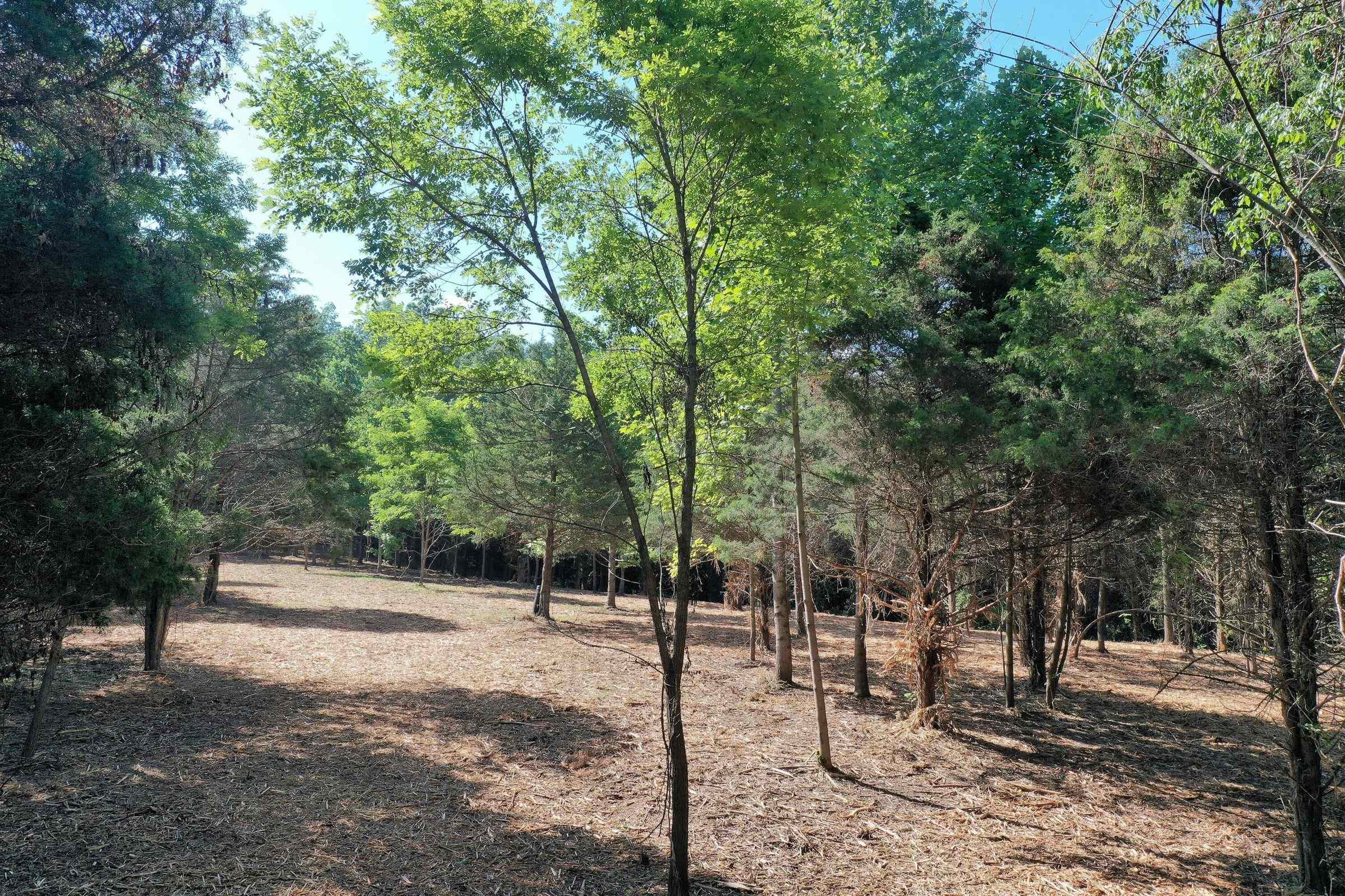 Forest Grove Road Lexington, VA 24450 - Photo 7 of 9 Gallery Image 7