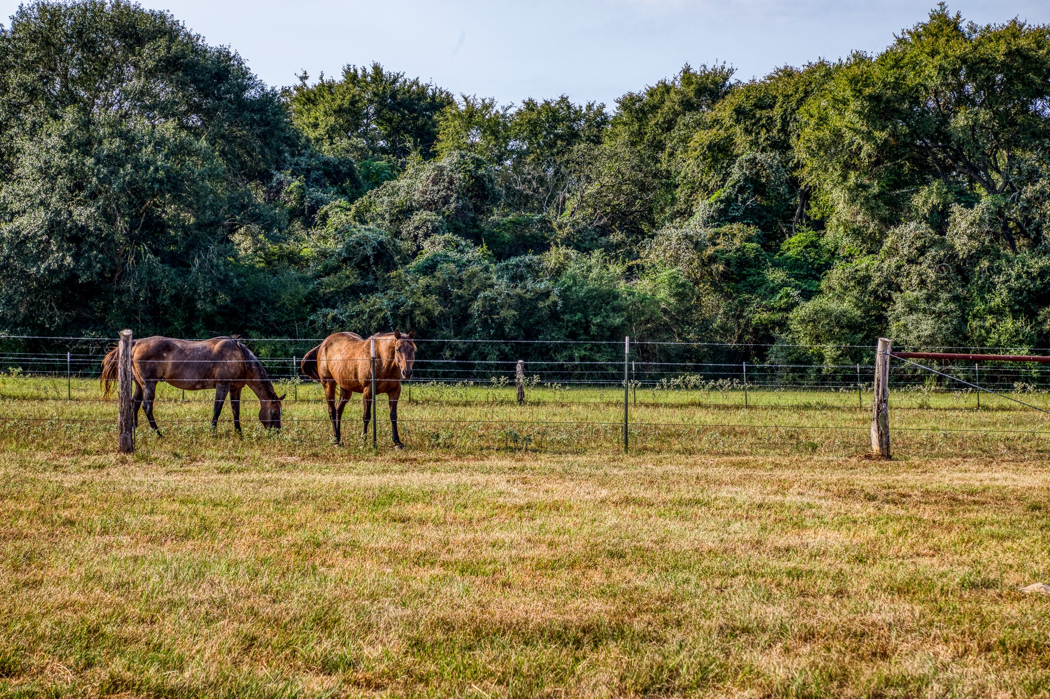 8201 Lone Star Road Washington, TX 77880 - Photo 4 of 22 a view of a yard with a swimming pool