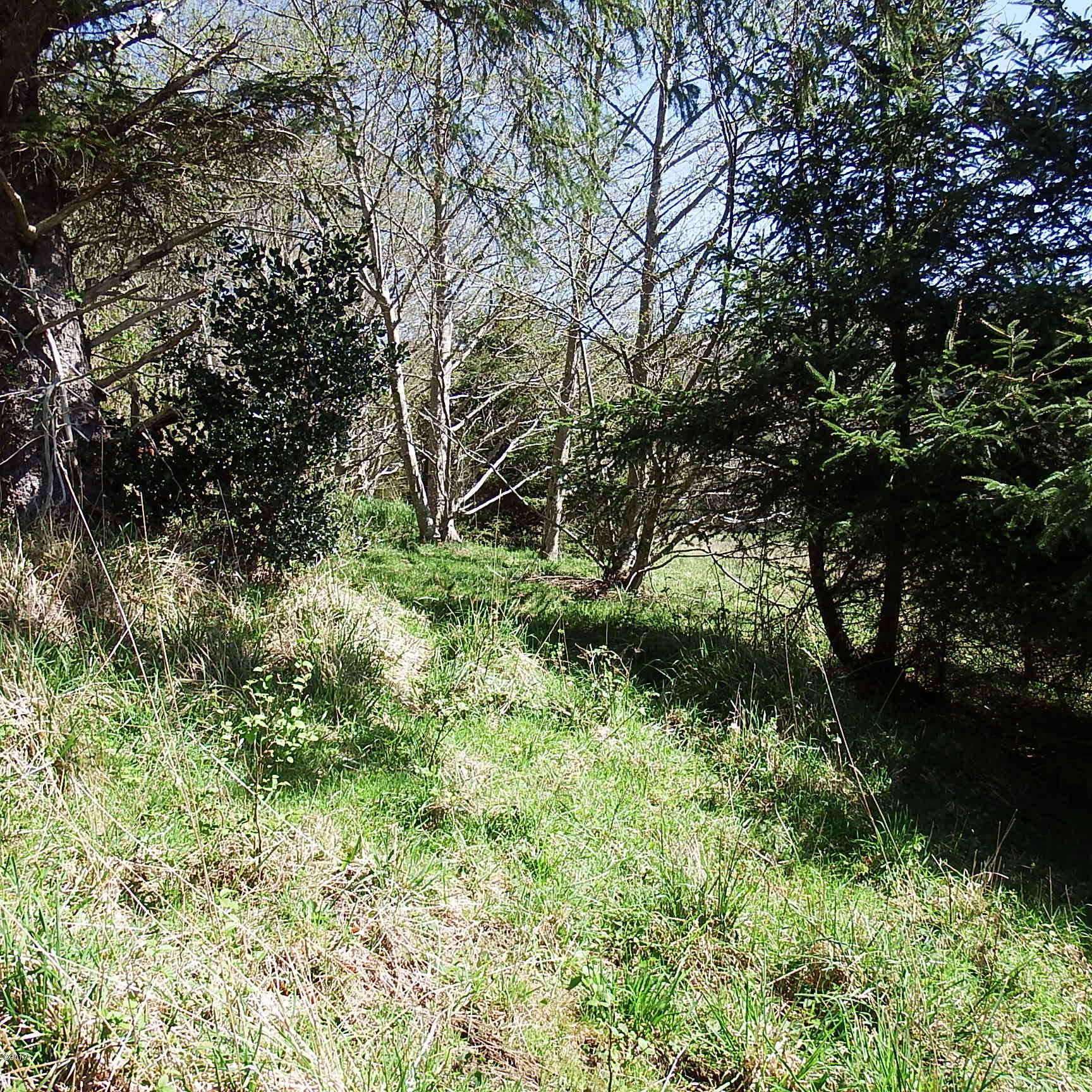 6205 Scherzinger Road Neskowin, OR 97149 - Photo 71 of 88 Wooded Area Path
