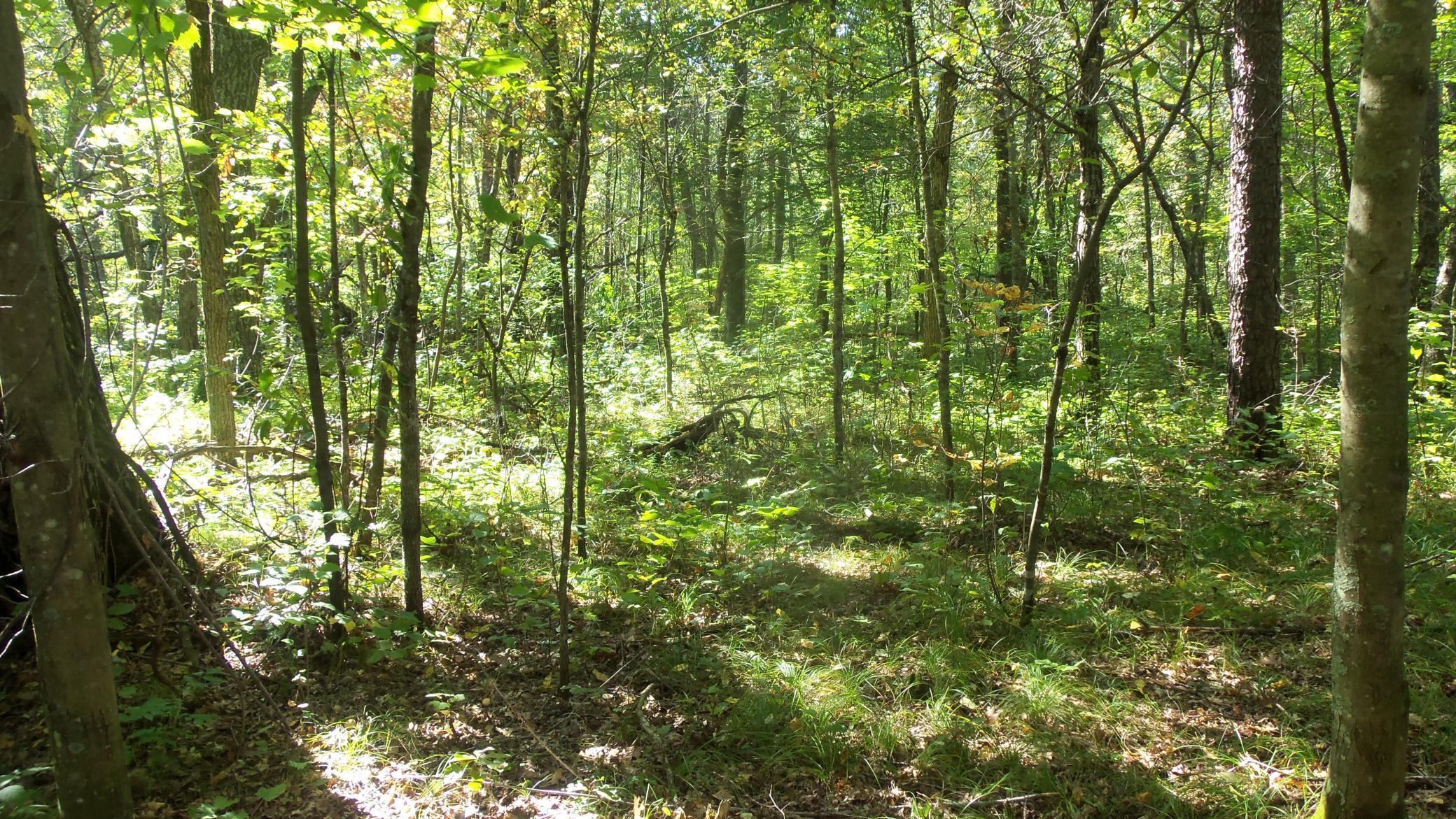 Lot 4 East River Road Grantsburg, WI 54840 - Photo 8 of 17