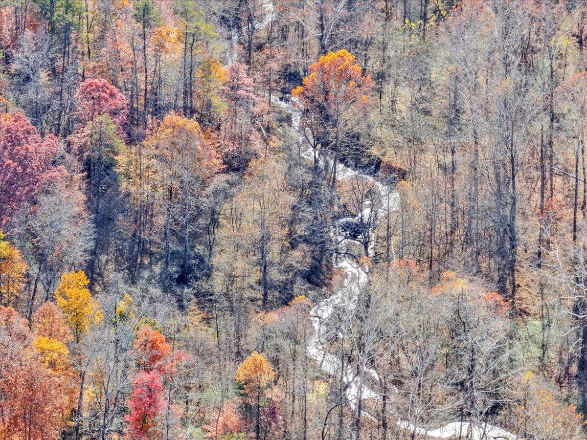 6548 Goodview Road Goodview, VA 24095 - Photo 77 of 113 a picture of trees