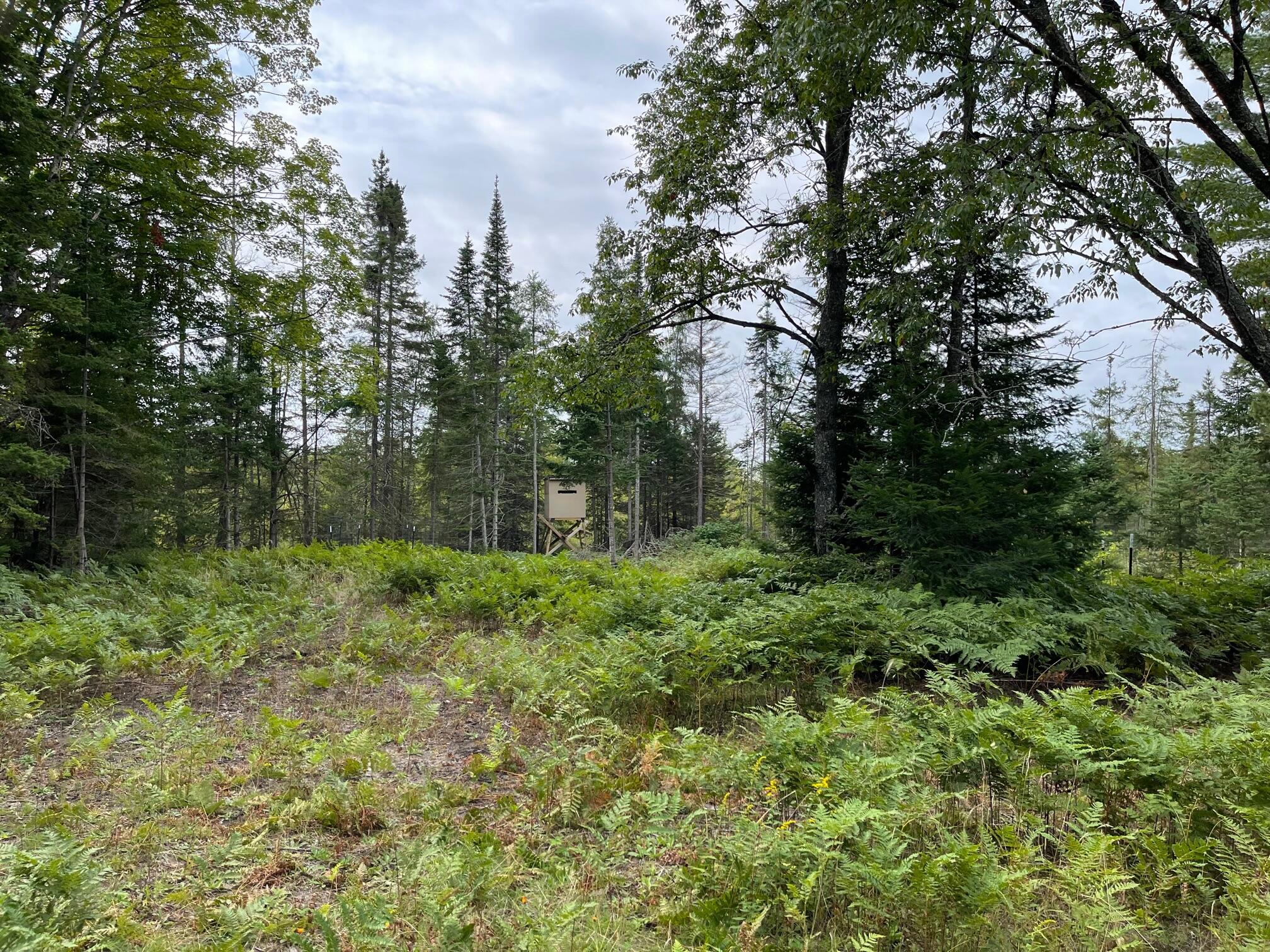 0 North Powerline Road Germfask, MI 49836 - Photo 8 of 17 Gallery Image 8