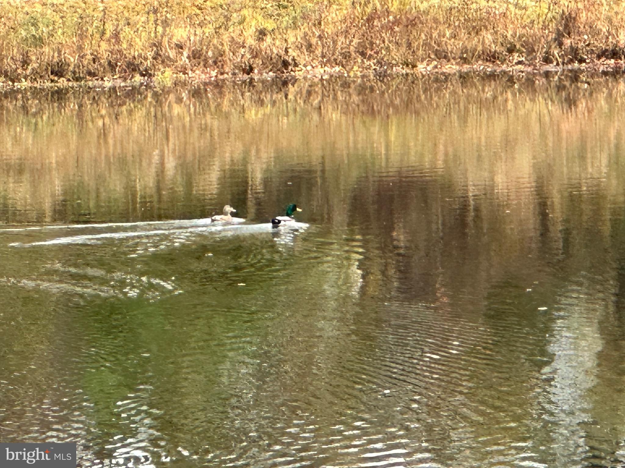 22 Carper Street Bear, DE 19701 - Photo 56 of 56 a view of a lake view