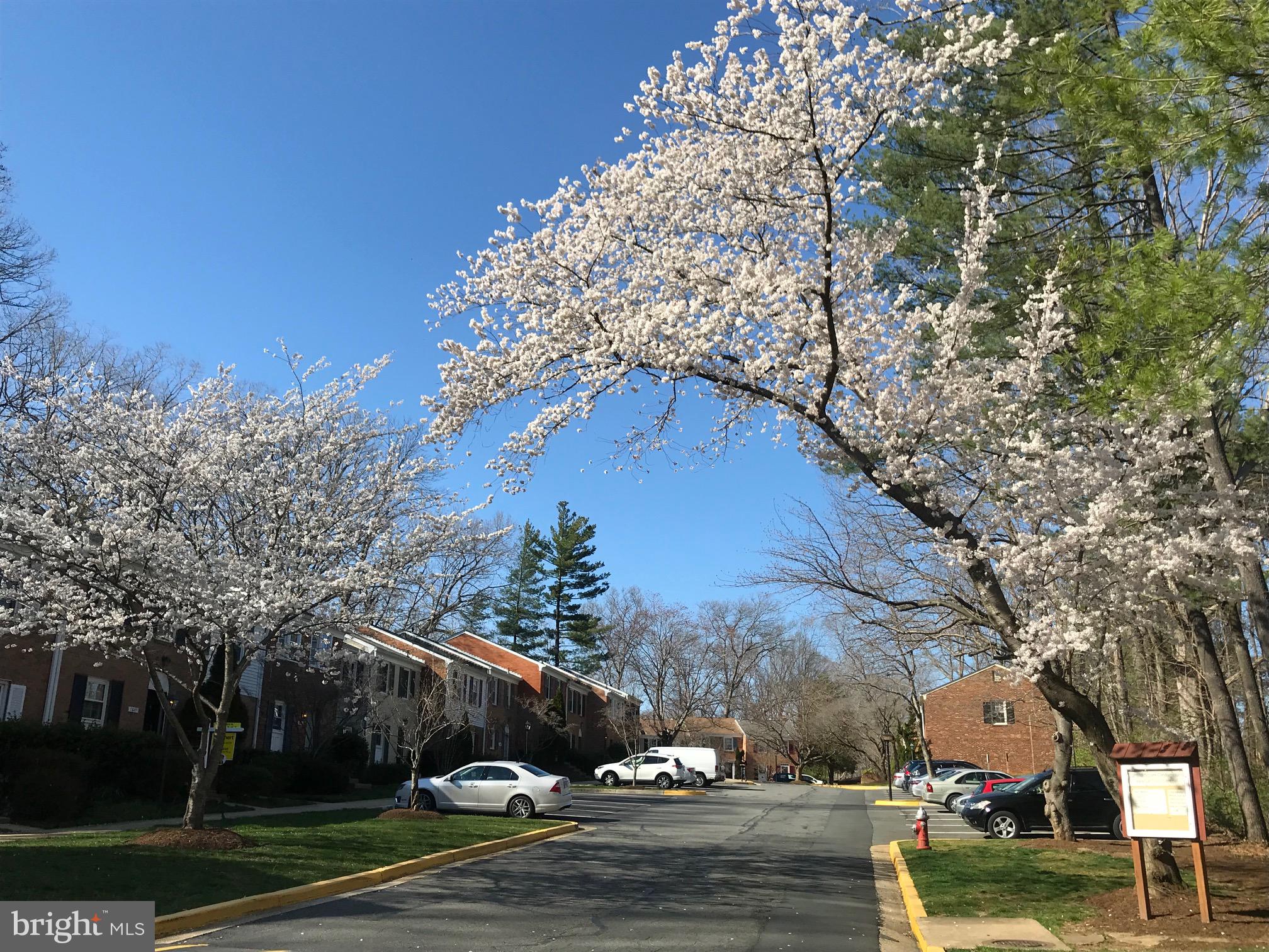 7781 Tiverton Drive Springfield, VA 22152 - Photo 44 of 53 Cardinal Square in the spring