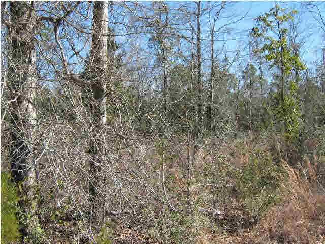 4900 Chestnut Road Molino, FL 32577 - Photo 16 of 21 Gallery Image 16