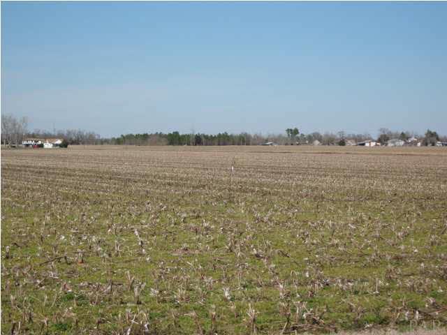 4900 Chestnut Road Molino, FL 32577 - Photo 20 of 21 Farmland surrounding this area.