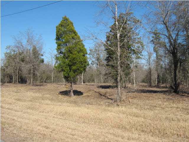 4900 Chestnut Road Molino, FL 32577 - Photo 4 of 21 One 5 acre parcel cleard so you can view and get an idea of the size.