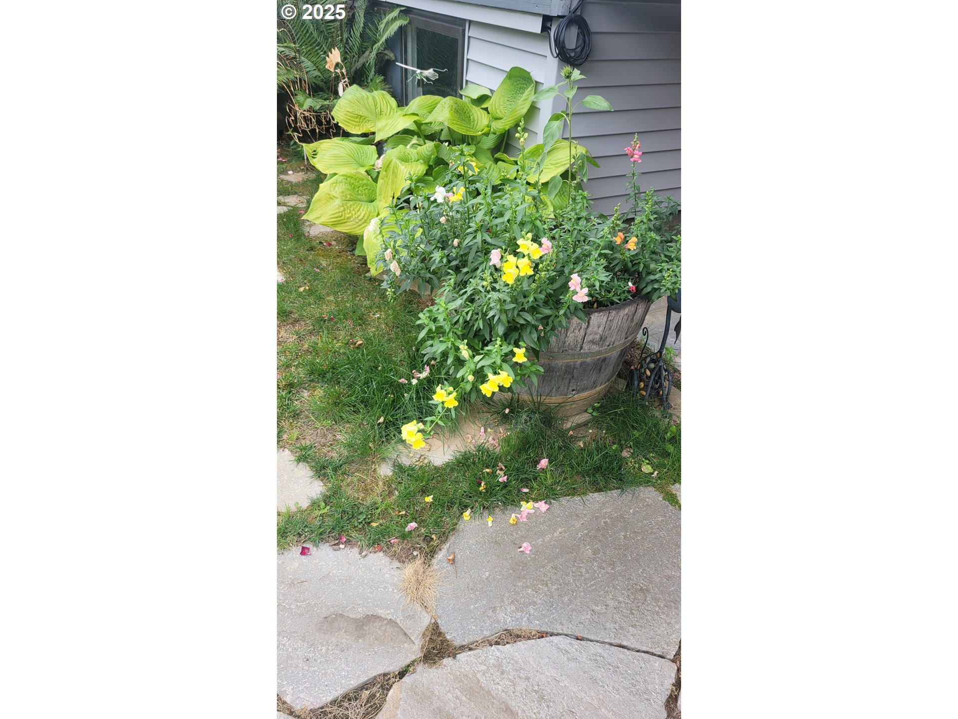 845 Northwest 3rd Street Gresham, OR 97030 - Photo 26 of 32 a close up of a plant in a pot
