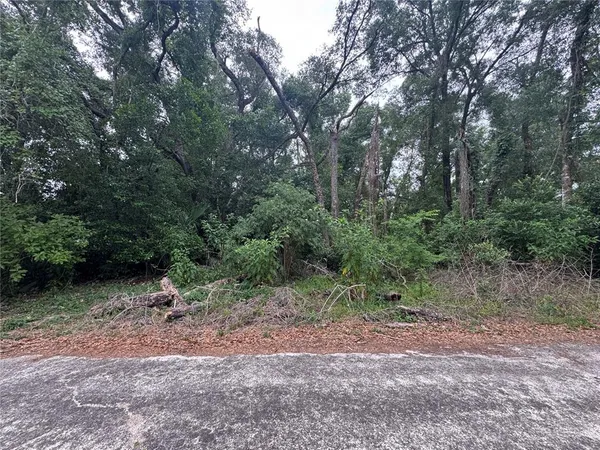 a view of a forest with trees in the background