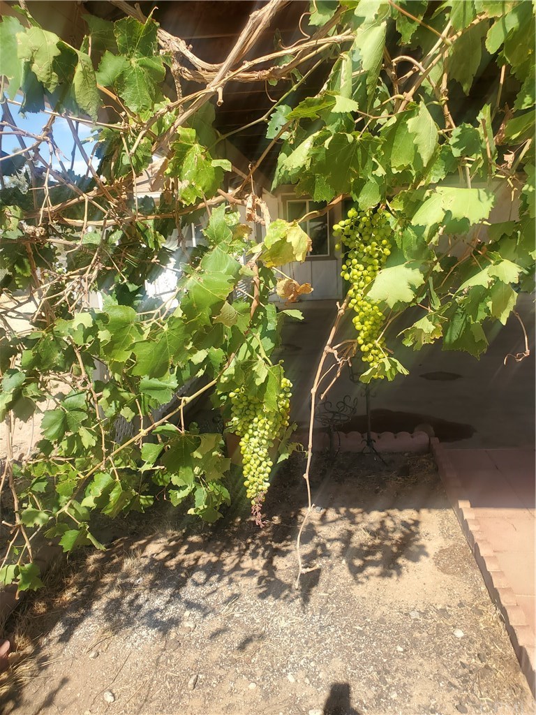 13020 Pawnee Road Apple Valley, CA 92308 - Photo 9 of 14 Grape vine used to cover back of covered patio