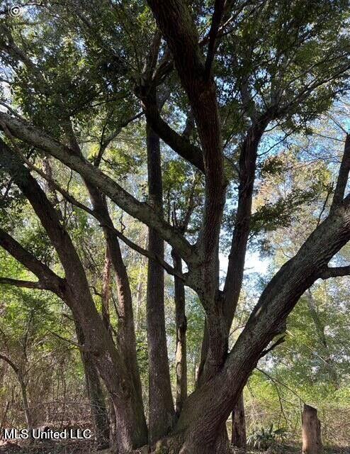 809 Osborn Moody Road Poplarville, MS 39470 - Photo 28 of 33 IMG_0104